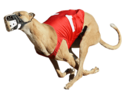 Top greyhound racing offers