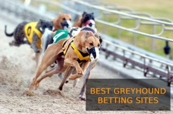 Where to find the best greyhound racing offers